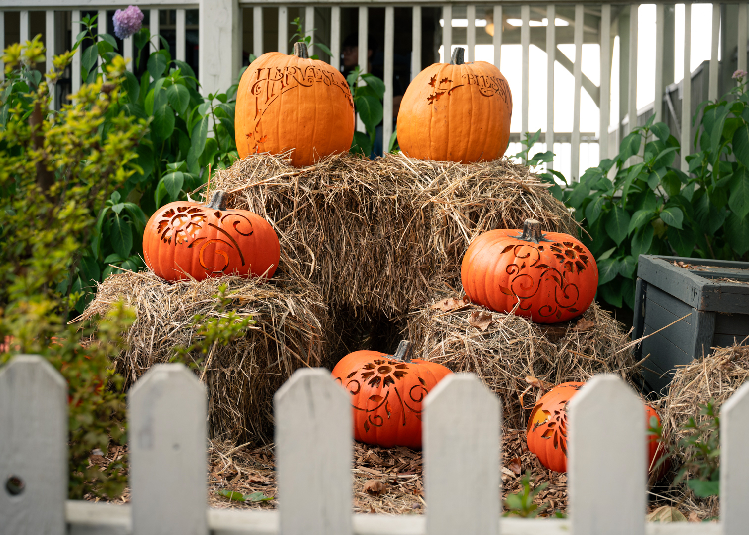 Carved jack-o-lantern pumpkins stacked on hay bales behind a white picket fence, a Halloween pumpkin display in fall