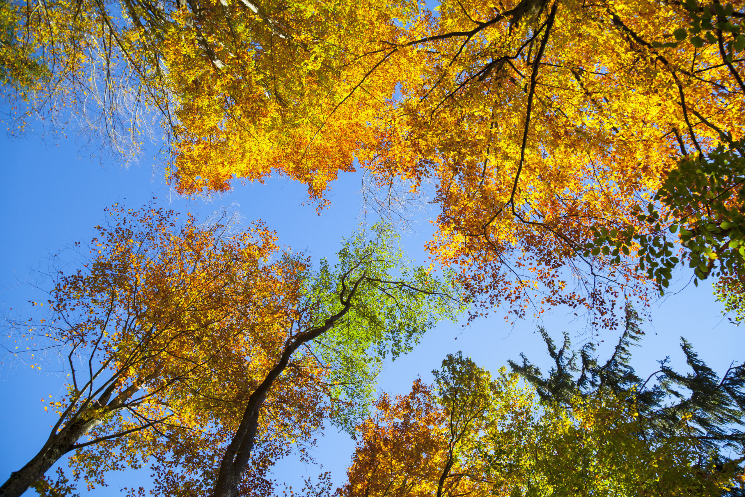 Ozark fall foliage canopy with gold, orange and red leaves against a blue sky near Branson, Missouri in October