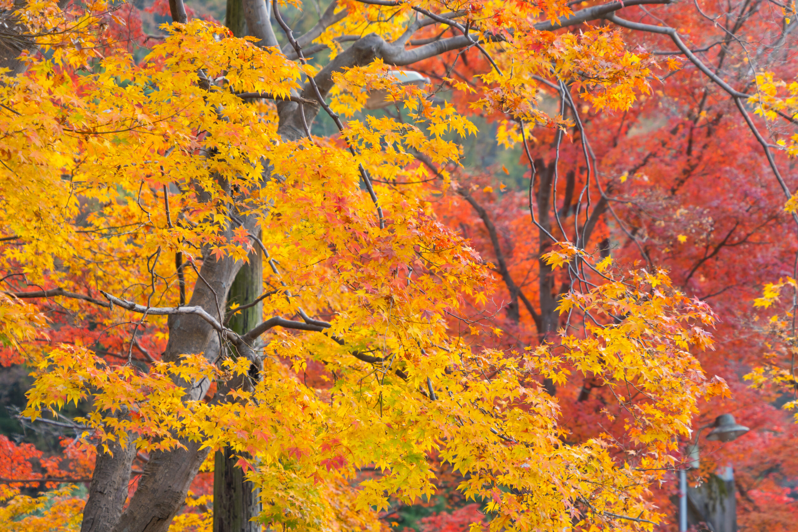 Ozark Mountains fall foliage peak color in October near Branson Missouri