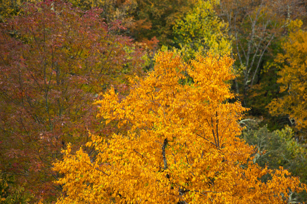 Gold and red autumn trees covering a wooded Ozark hillside at peak fall color near Table Rock Lake