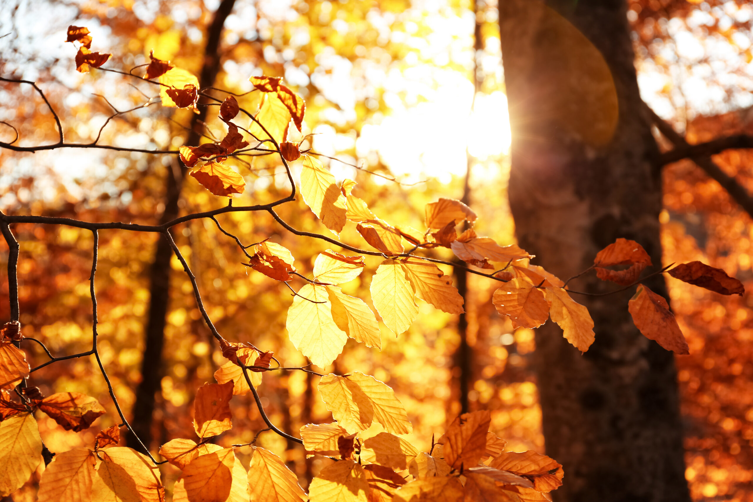 What makes fall in Branson Missouri different from summer — Ozark foliage and outdoor cabin living
